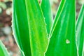 Green tone leaf isolate on background in sping summer Royalty Free Stock Photo