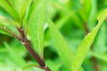 Green tone leaf isolate on background in sping summer