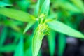 Green tone leaf isolate on background in spring summer Royalty Free Stock Photo