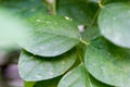 Green tone leaf isolate on blackground in sping sumer Royalty Free Stock Photo