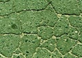 Green toned damaged asphalt road texture. Royalty Free Stock Photo