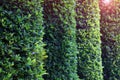 Green topiary hedging wall in the garden with copy space