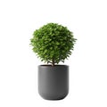 Green topiary plant in a gray pot transparent background Royalty Free Stock Photo