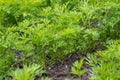 Green tops of carrots