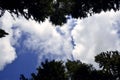 Tops of coniferous trees against a blue sky with clouds in summer Royalty Free Stock Photo