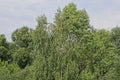 Green tops of deciduous trees and bushes