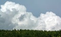 Green tops of forest trees on blue sky and white clouds,  nature scenery background Royalty Free Stock Photo