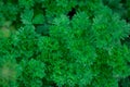 Green tops of parsley in garden Royalty Free Stock Photo