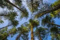 Green tops of pines from bottom to top Royalty Free Stock Photo