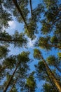 Green tops of pines from bottom to top Royalty Free Stock Photo