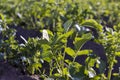 the green tops of a potato field in spring at sunset Royalty Free Stock Photo