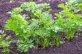 Green tops of carrots in the garden