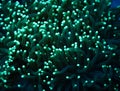 Green Torch Coral Tentacles Flowing Up Through Frame