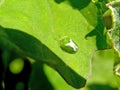 Green Tortoise Beetle Royalty Free Stock Photo