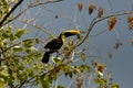 Green Toucan in Osa Peninsula, Costa Rica