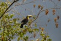 Green Toucan in Osa Peninsula, Costa Rica