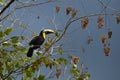 Green Toucan in Osa Peninsula, Costa Rica