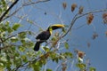 Green Toucan in Osa Peninsula, Costa Rica