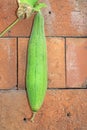 Green towel gourd on red wall Royalty Free Stock Photo