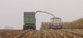 Tractor collecting the maize harvest in a large trailer