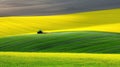 A green tractor is working in a field of wheat. The wheat is growing tall and green. The sky is blue with white clouds Royalty Free Stock Photo