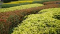 Green traditional maze with hut. Decorative garden into shape. Royalty Free Stock Photo