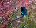 Green traffic light against the background of red, yellow and green autumn trees Royalty Free Stock Photo