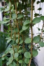 Green trailing leaves of Peperomia `Hope` plants