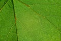 Green transparent leaf