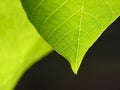 Green transparent leaf