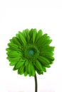 Green Transvaal daisies Royalty Free Stock Photo