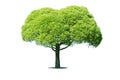 Green tree