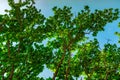 Green tree against clear blue sky background. Bottom view of green leaves and tree branch in sunny day.  Nature background Royalty Free Stock Photo