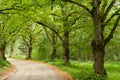 Green tree alley