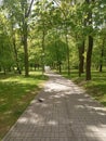 Green tree  alley in city park, sunny day Royalty Free Stock Photo