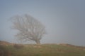 Green tree alone in the fog with grass and flowers. Foggy forest landscape.