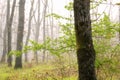 Green tree alone in the fog with grass and flowers. Foggy forest landscape.