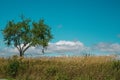 The green tree alone in the yellow field. Blue cloudy sky. Royalty Free Stock Photo