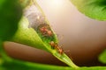 Green Tree Ant or Weaver Ant or Red Ant is walking out of the house or nest to go out for food team work together on the green Royalty Free Stock Photo