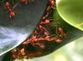 Green tree ants build nest Royalty Free Stock Photo