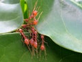 Green tree ants build nest Royalty Free Stock Photo