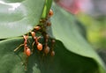 Green tree ants build nest Royalty Free Stock Photo