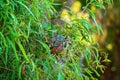 A Green Ants Nest In A Tree