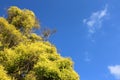 Green trees and blue sky Royalty Free Stock Photo