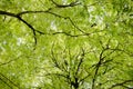 Green tree background, texture Royalty Free Stock Photo