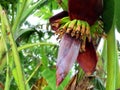 Green tree banana tree branches