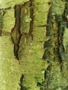 Green Tree Bark Texture Royalty Free Stock Photo