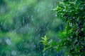 Green Tree Being Rained On Royalty Free Stock Photo