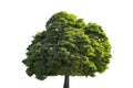 Green tree Royalty Free Stock Photo