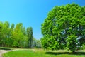 Green tree and blue sky